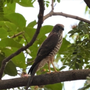 Accipiter fasciatus at Cranbrook, QLD - 27 Nov 2019