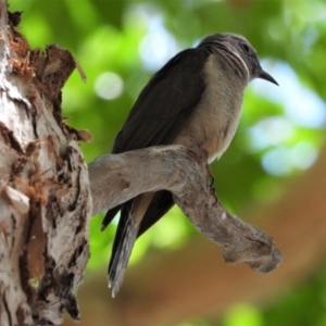 Cacomantis variolosus at Cranbrook, QLD - 5 Jan 2020