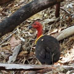 Alectura lathami (Australian Brush-turkey) at Cranbrook, QLD - 16 Jan 2020 by TerryS