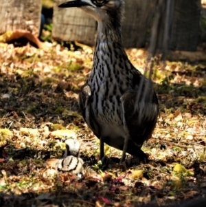 Burhinus grallarius at Aitkenvale, QLD - 28 Oct 2019