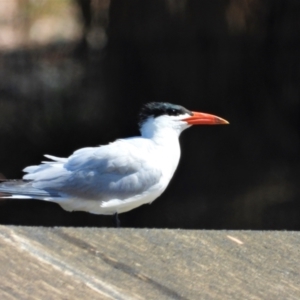 Hydroprogne caspia at Cranbrook, QLD - 28 Oct 2019 09:12 AM