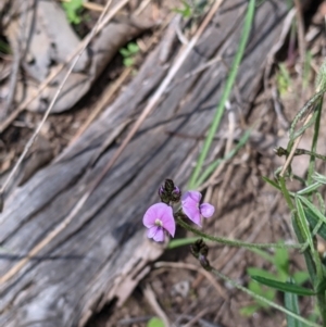 Glycine clandestina at Springdale Heights, NSW - 14 Sep 2021 02:40 PM