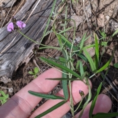 Glycine clandestina at Springdale Heights, NSW - 14 Sep 2021 02:40 PM