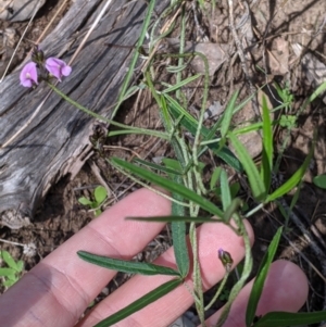 Glycine clandestina at Springdale Heights, NSW - 14 Sep 2021 02:40 PM