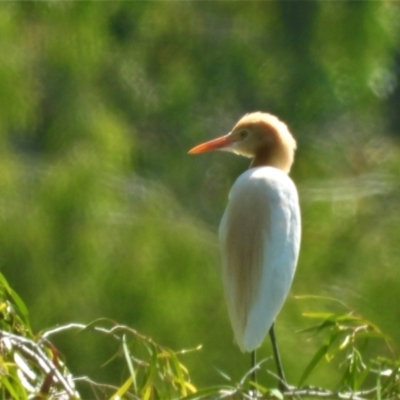 Bubulcus coromandus (Eastern Cattle Egret) at Cranbrook, QLD - 8 Oct 2019 by TerryS