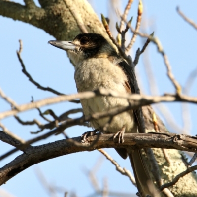 Cracticus torquatus (Grey Butcherbird) at Albury - 14 Sep 2021 by PaulF