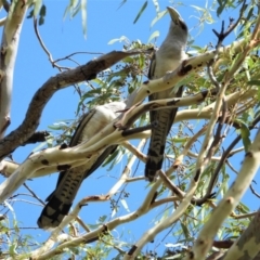 Scythrops novaehollandiae (Channel-billed Cuckoo) at Cranbrook, QLD - 23 Nov 2019 by TerryS