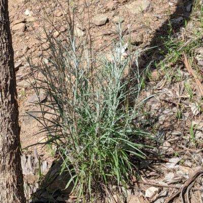 Senecio quadridentatus (Cotton Fireweed) at Albury - 14 Sep 2021 by Darcy