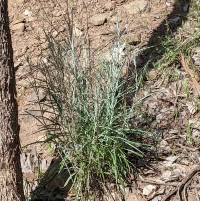 Senecio quadridentatus (Cotton Fireweed) at Springdale Heights, NSW - 14 Sep 2021 by Darcy