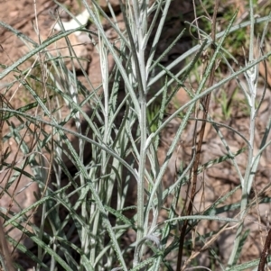 Senecio quadridentatus at Springdale Heights, NSW - 14 Sep 2021 02:46 PM