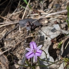 Thysanotus patersonii (Twining Fringe Lily) at Albury - 14 Sep 2021 by Darcy