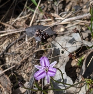 Thysanotus patersonii at Springdale Heights, NSW - 14 Sep 2021