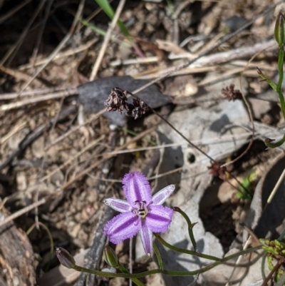 Thysanotus patersonii (Twining Fringe Lily) at Springdale Heights, NSW - 14 Sep 2021 by Darcy