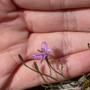 Thysanotus patersonii at Springdale Heights, NSW - 14 Sep 2021