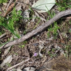 Thysanotus patersonii at Springdale Heights, NSW - 14 Sep 2021