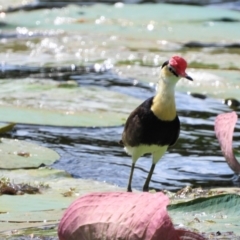 Irediparra gallinacea (Comb-crested Jacana) at Cranbrook, QLD - 6 Nov 2020 by TerryS