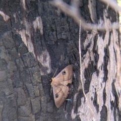 Dasypodia selenophora (Southern old lady moth) at Albury - 14 Sep 2021 by Darcy