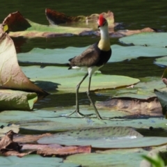 Irediparra gallinacea (Comb-crested Jacana) at Cranbrook, QLD - 8 Oct 2019 by TerryS