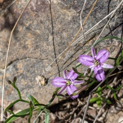 Thysanotus patersonii (Twining Fringe Lily) at Albury - 14 Sep 2021 by Darcy
