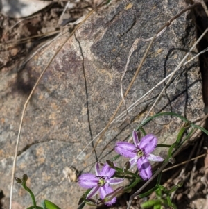 Thysanotus patersonii at Springdale Heights, NSW - 14 Sep 2021 02:51 PM