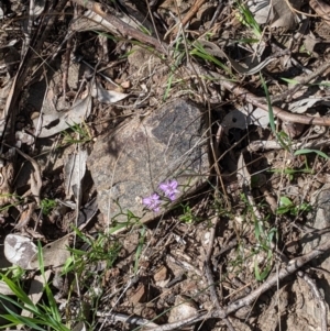 Thysanotus patersonii at Springdale Heights, NSW - 14 Sep 2021 02:51 PM