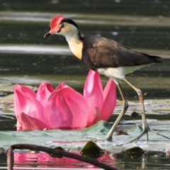 Irediparra gallinacea (Comb-crested Jacana) at Cranbrook, QLD - 21 Nov 2019 by TerryS