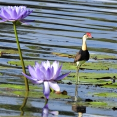 Irediparra gallinacea (Comb-crested Jacana) at Cranbrook, QLD - 23 Jan 2020 by TerryS