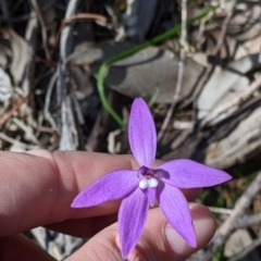 Glossodia major (Wax Lip Orchid) at Albury - 14 Sep 2021 by Darcy