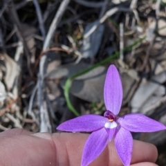 Glossodia major at Springdale Heights, NSW - suppressed