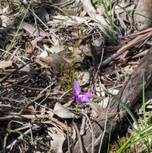 Glossodia major at Springdale Heights, NSW - suppressed