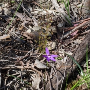 Glossodia major at Springdale Heights, NSW - suppressed