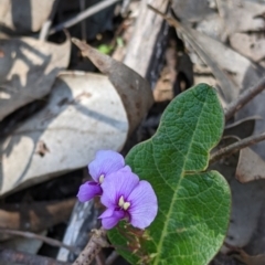 Hardenbergia violacea (False Sarsaparilla) at Albury - 14 Sep 2021 by Darcy