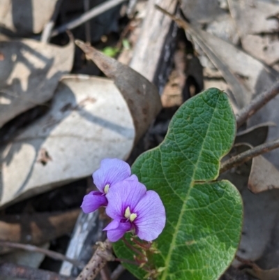 Hardenbergia violacea (False Sarsaparilla) at Springdale Heights, NSW - 14 Sep 2021 by Darcy