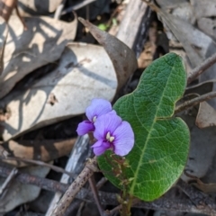 Hardenbergia violacea at Springdale Heights, NSW - 14 Sep 2021 02:59 PM