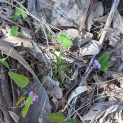 Hardenbergia violacea at Springdale Heights, NSW - 14 Sep 2021 02:59 PM