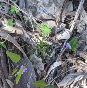 Hardenbergia violacea at Springdale Heights, NSW - 14 Sep 2021 02:59 PM