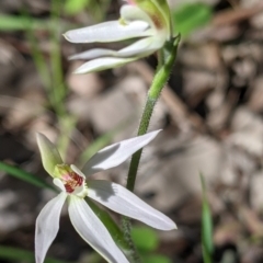 Caladenia fuscata (Dusky Fingers) at Albury - 14 Sep 2021 by Darcy