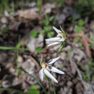 Caladenia fuscata at Springdale Heights, NSW - suppressed