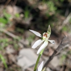 Caladenia fuscata at Springdale Heights, NSW - suppressed