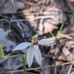 Caladenia fuscata at Springdale Heights, NSW - suppressed