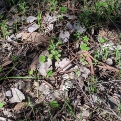 Caladenia fuscata at Springdale Heights, NSW - suppressed