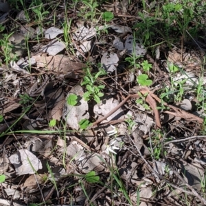 Caladenia fuscata at Springdale Heights, NSW - suppressed