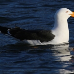 Larus pacificus (Pacific Gull) at Lakes Entrance, VIC - 13 Sep 2019 by Kyliegw