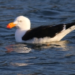 Larus pacificus at Lakes Entrance, VIC - 14 Sep 2019 07:00 AM