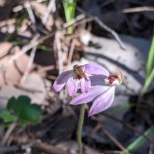 Caladenia carnea at Springdale Heights, NSW - suppressed