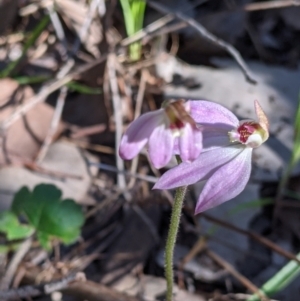 Caladenia carnea at Springdale Heights, NSW - suppressed