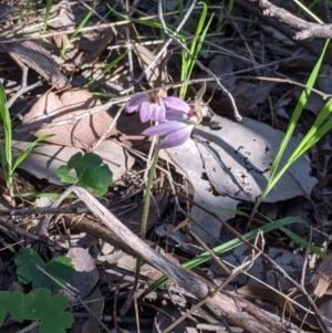 Caladenia carnea at Springdale Heights, NSW - suppressed