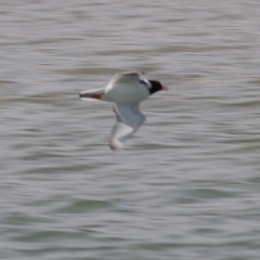 Charadrius rubricollis at suppressed - 13 Sep 2021