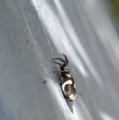 Gnaphosidae (family) at Murrumbateman, NSW - 14 Sep 2021 01:16 PM