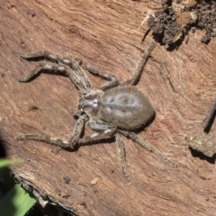 Isopeda or Isopedella sp. (genus) (Huntsman) at Higgins, ACT - 14 Sep 2021 by AlisonMilton